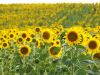 Refuned Sunflower Oil