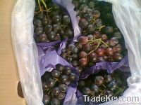 Свежие виноградины семени