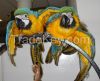 good looking parrots for sale