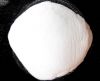Sodium AR Chemical Reagent Manufacture Hydroxide /STPP