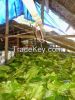 порошок Kratom поставщика (Mitragyna Speciosa)