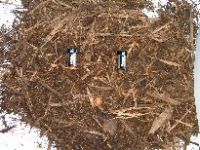 Биомасса - бленда сосенки &amp; твёрдой древесины