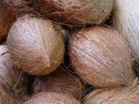 Сырцовые кокосы, раковины кокоса