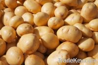 Свежие картошки