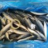 Frozen Quality Yellow stripe scad For Sale (Selaroides leptolepis) 