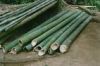 Phyllostachys Bamboo Wholesale Availible in 1- 20 Ft. Lengths