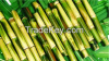 sugar cane