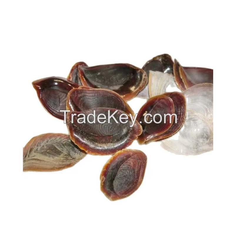 RARE MUREX OPERCULUM SHELLS / OCEAN'S ARTISTRY / ECO-CONSCIOUS SOURCING / MADE IN VIETNAM