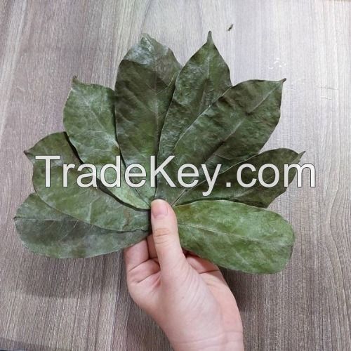 ORGANIC DRIED SOURSOP LEAVES / WHOLE LEAVES FOR EXPORT