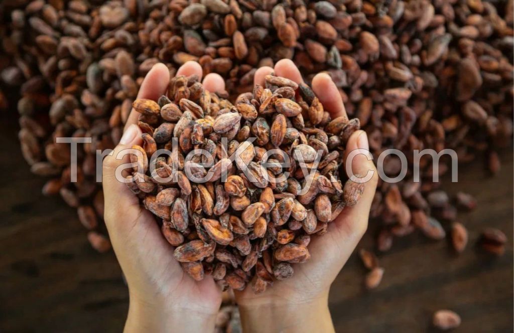 cocoa beans 