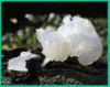 WJF, ВЫДЕРЖКА TREMELLA FUCIFORMIS