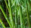 Bamboo выдержка