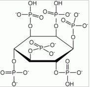 밀에서 Phytase...