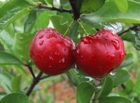 Витамин C25% выдержки вишни Acerola (l. Glabra Malpighia)