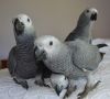 african grey parrots for sale