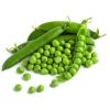  Faba beans export broad beans for sale