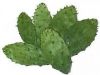 FRESH NOPAL