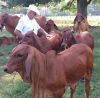 Red Brahman Heifers/Cows Available