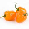 Red / Yellow Fresh Habanero Pepper