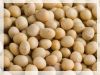 Soy Beans/Soy bean oil