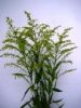 신선한 커트 꽃 Solidago