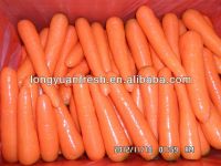морковь формы фарфора длинняя