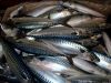 Atlantic Mackerel (scomber scombrus)