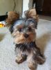 Cute Yorkie puppies