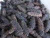 Dry Sea Cucumber