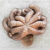 Octopus For Sale