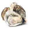Oyster for Sale CLAM 7 Kg with 2 Years Shelf Life FROZEN in Shell IQF with ISO Certification from ZA SHELLFISH