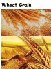 Wheat Grain