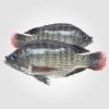 Whole Round Tilapia Fish For Cheap Price