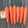 морковь ('известно в фарфоре»)