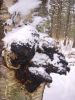 Chaga Mushrooms