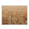 Durum Wheat / Hard Wheat / Canadian Quality Durum Wheat