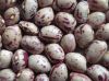 Non-Pollution New Crop Best Quality Cranberry Jugo Red and White Long Light Speckled Kidney Bean Organic Pinto Bean