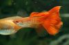 ornamental fish