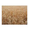 Wheat Grain, Soft ,Milling Wheat, Durum Wheat