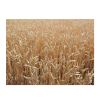 Wheat Grain, Soft Wheat