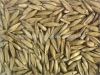 Bamboo Seed Suppliers Bamboo Seed Exporters Bamboo Seed Bulk Bamboo Seed Traders Buy Bamboo See