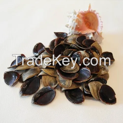 HANDCRAFTED MUREX OPERCULUM SHELLS / DECOR & JEWELRY SUPPLIES / GREAT VALUE / MADE IN VIETNAM