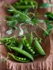 Snow Peas || EatFresh by Gbri Farms.