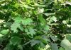 Корень рами &amp; выдержка листьев (nipononivea Boehmeria)
