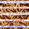 mealworm высушил желтым высушенный mealworm mealworm желтого цвета mealworm
