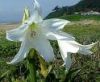 Crinum latifolium (잎) 추출물