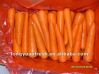 новая морковь урожая 2012