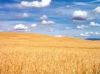 Поставщик пшеничной муки| Консигнант пшеничной муки | Изготовление пшеничной муки | Торговец пшеничной муки | Покупатель пшеничной муки | Импортеры пшеничной муки | Пшеничная мука ввоза