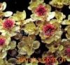 ***** Rhodiola