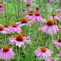 Echinacea Purpurea 추출물